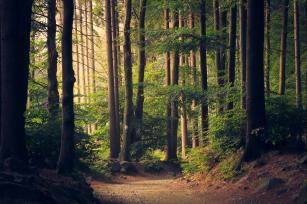 Photo: Forest scene